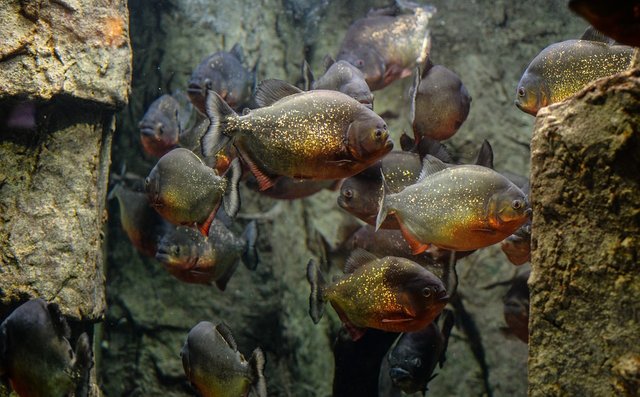 piranhas-2609195_960_720.jpg