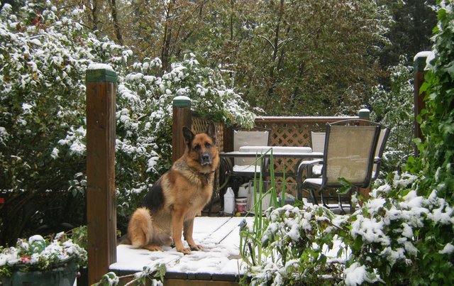 Bruno on snowy deck.JPG