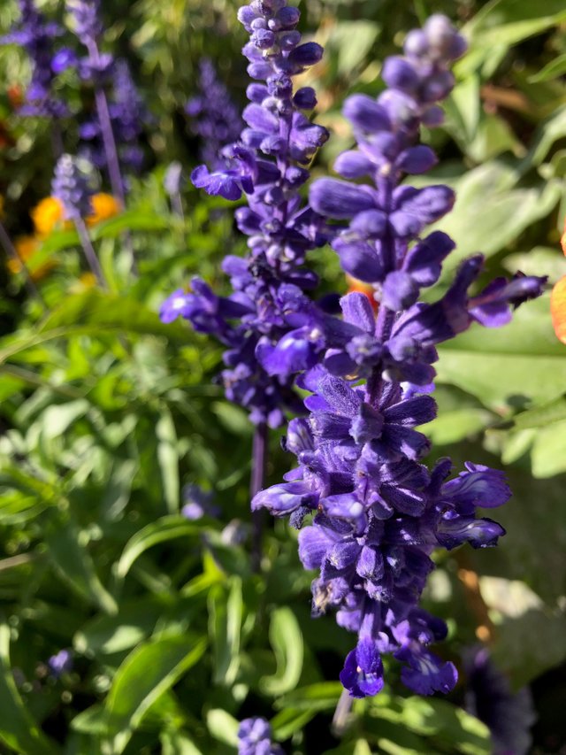 purpleflower.jpg
