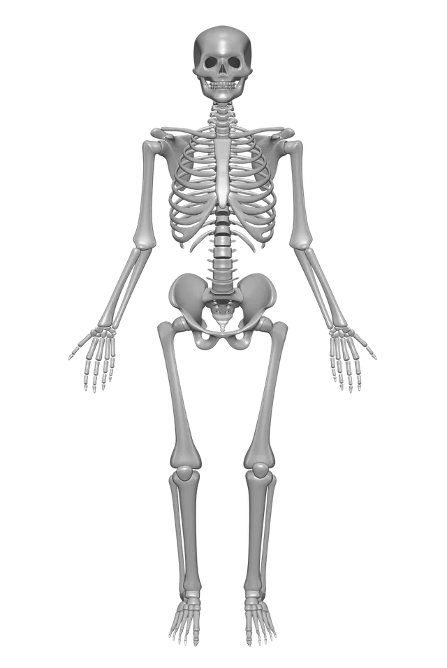 human-skeleton-1158318_1280.webp