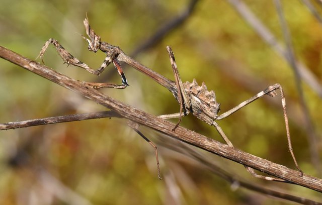Mantis on stick.jpg