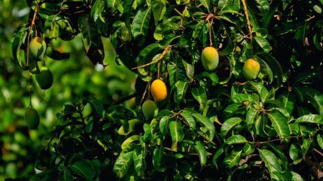 rajendra-biswal-BafVsMpoSF0-unsplash (1).jpg
