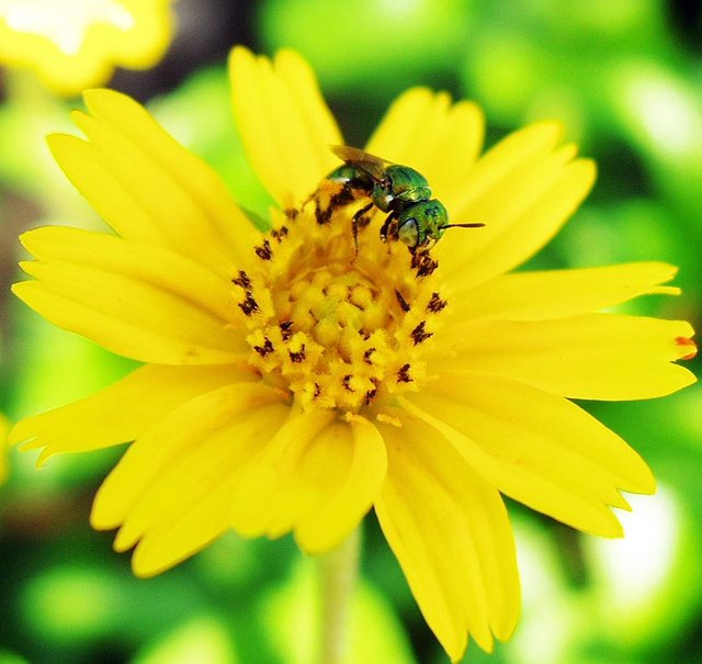 Queen Sirikit Park - flower