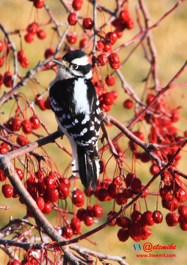 Downy Woodpecker IMG_0281.JPG