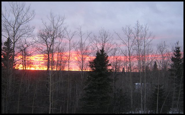 Sunsetting brilliant colors shine through spruce and poplar tree long view.JPG