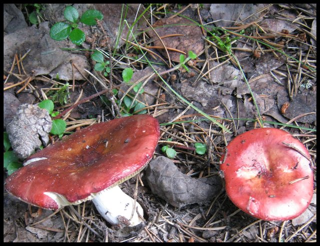 2 red mushrooms and pine cones.JPG