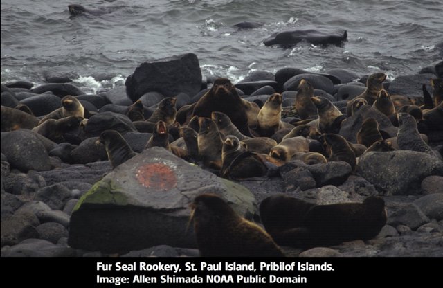 Fur Seals3  On_Pribilof_Islands_Alaska Allen Shimada NOAA NMFS OST AMD copyright free.jpg