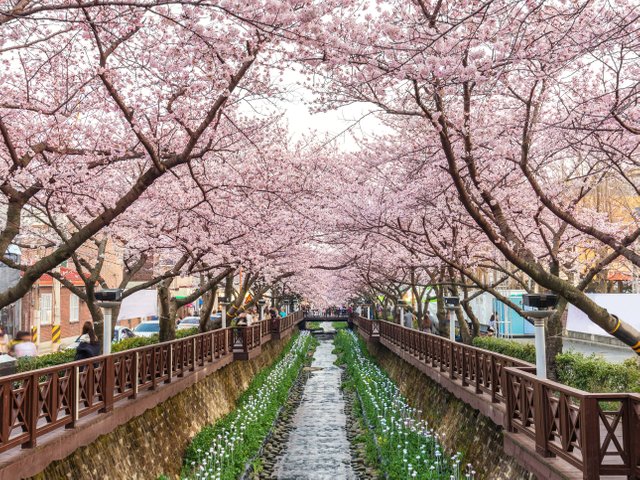 Yeojwacheon-Stream-Jinhae-GettyImages-903589994.jpg