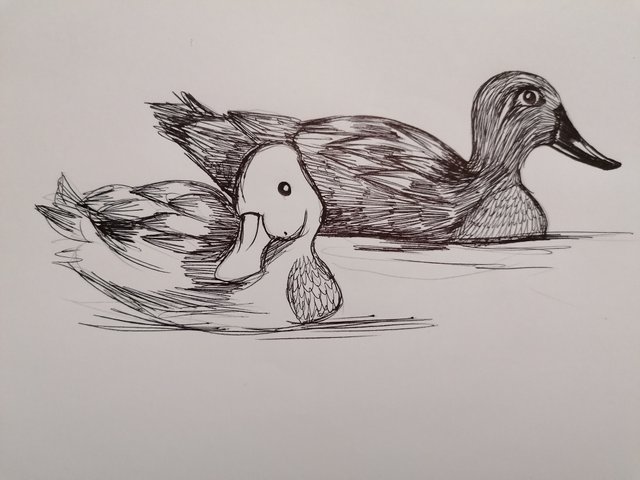 duck pen (5).jpg