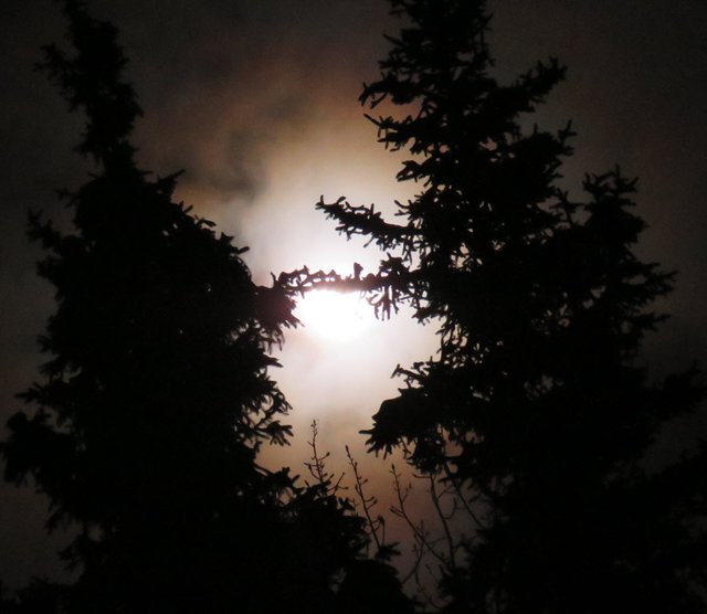 spruce silhouettes in front of full moon with red glow jan 10 2020.JPG