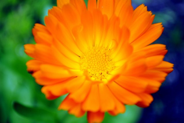 orange-flower_5848329057_o (FILEminimizer).jpg