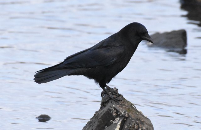 CROW_5087.JPG