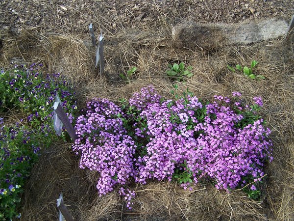 New Herb - Row 2 soapwort crop June 2019.jpg