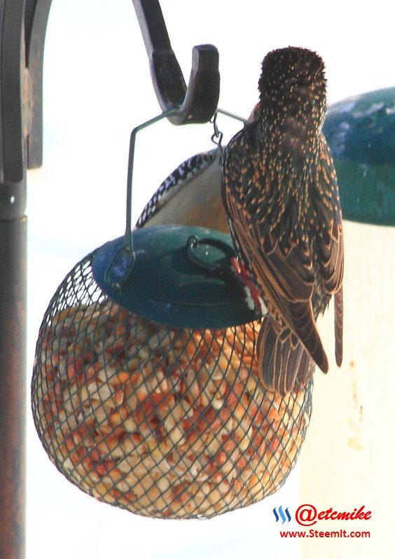 Red-bellied woodpecker European Starling PFW10_0442.JPG