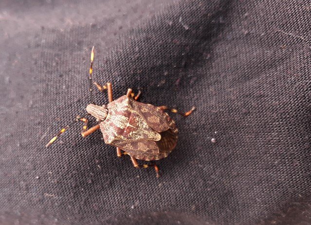 stink bug.jpg