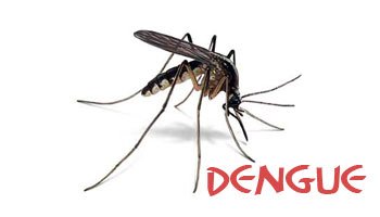 dengue2.jpg