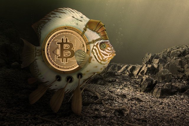 Bitcoin ryba.jpg