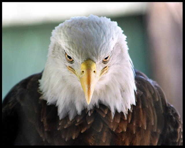 fierce eagle.jpg