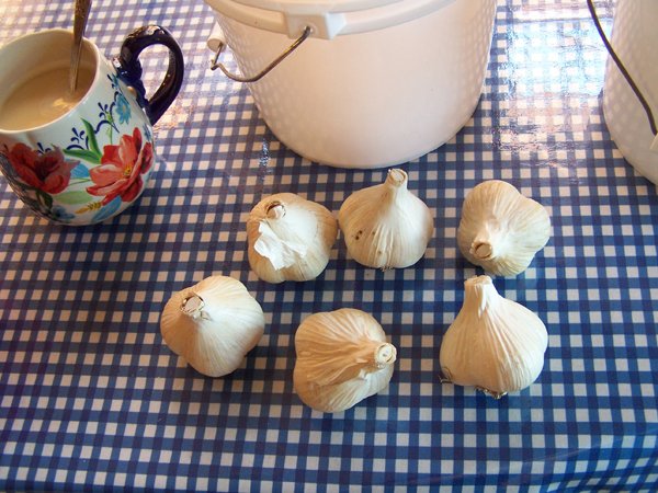 Garlic bulbs crop October 2019.jpg