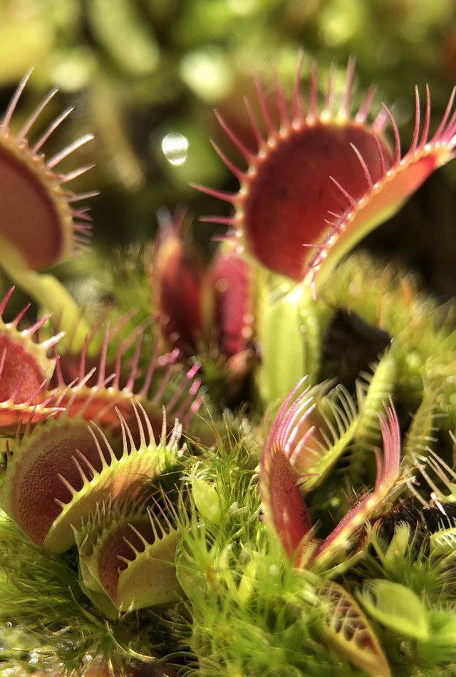 flytrap-4998624_1920.jpg