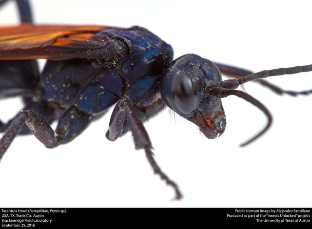 Tarantula Hawk.jpg