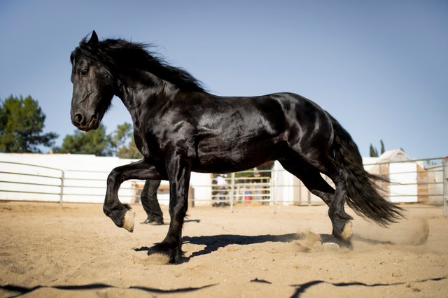 silueta-de-caballo-contra-luz-calida.jpg