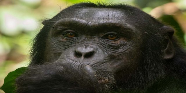 Kibale Chimpanzee .jpg