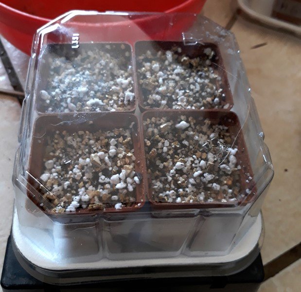 seeds in container.jpg