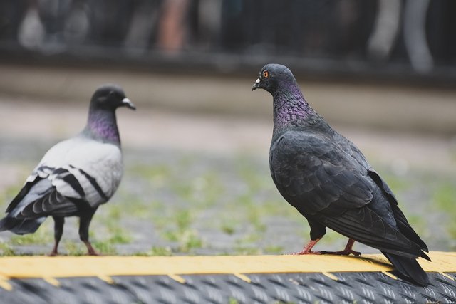 pigeons-6961301_1280.jpg