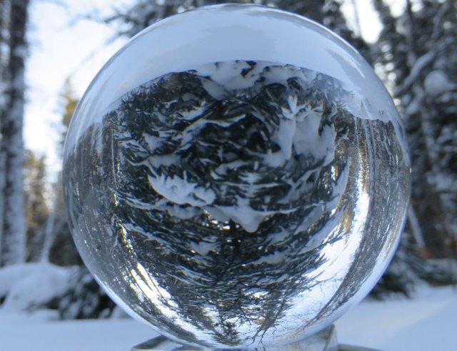 Single Snowy Spruce reflected in crystal globe.JPG