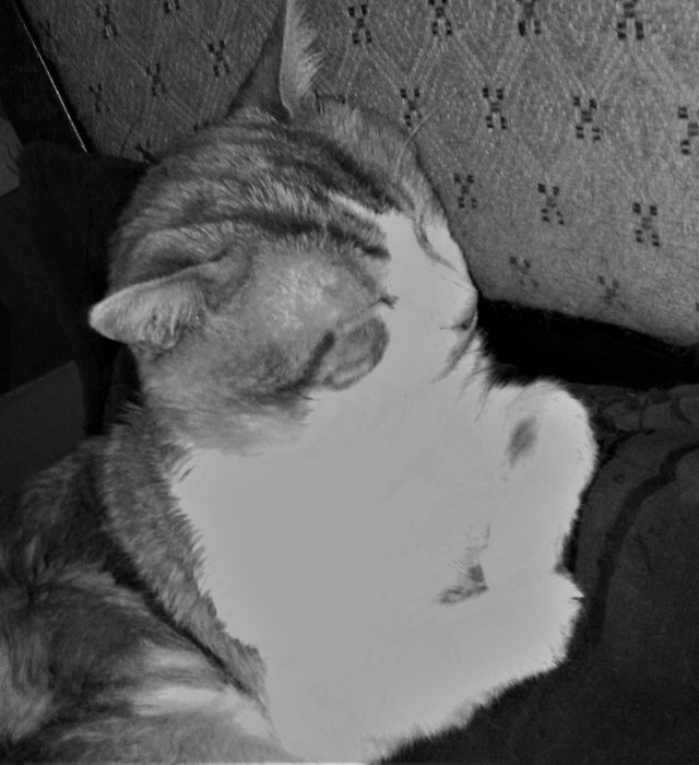 Cat Photography, B&W Daniel Peaceful Rest, May 19 2017.jpg