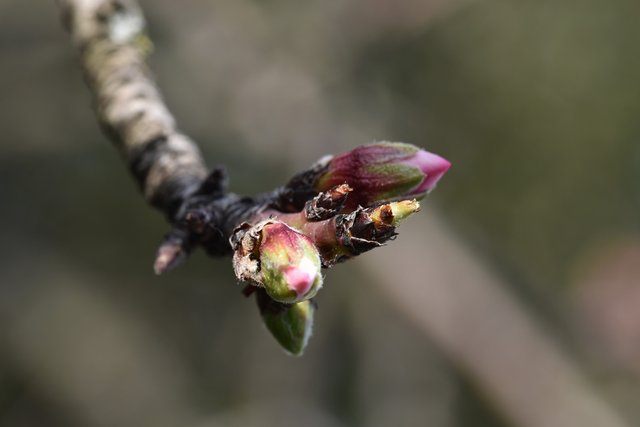 tree spring buds 3.jpg