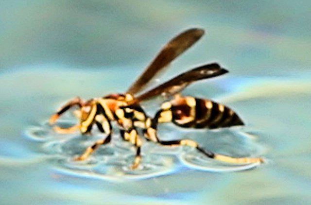 Wasp3.jpg