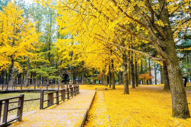 48216436-autumn-with-ginkgo-tree-in-nami-island-korea-.jpg