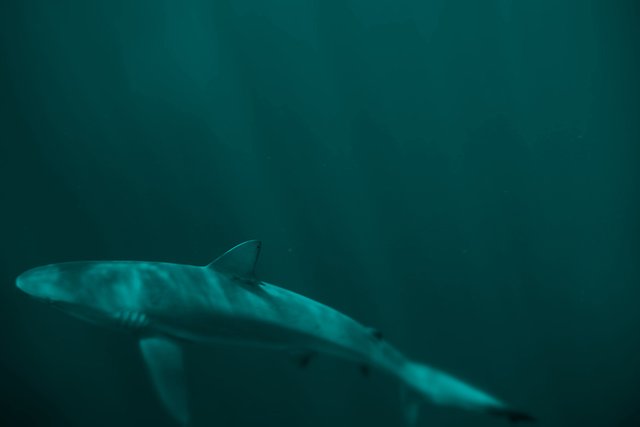 SharkJB159.jpg