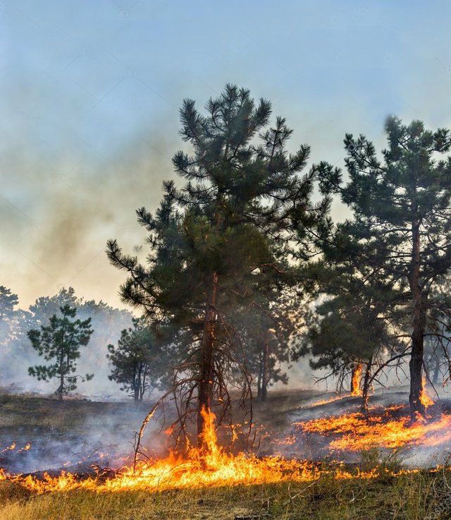 depositphotos_123688420-stock-photo-forest-fire-burned-trees-after.jpg