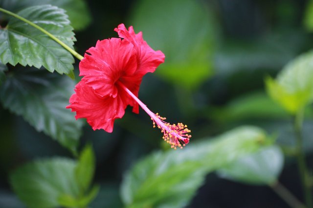 red-hibiscus-7514497_1920.jpg