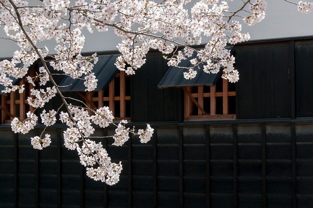 cherry-blossoms-301253_640.jpg