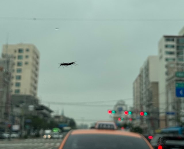 IMG_2768.jpeg