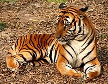 220px-2012_Suedchinesischer_Tiger.JPG