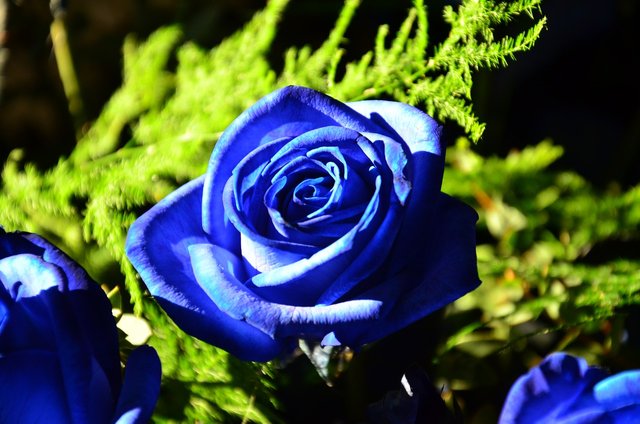 blue-rose-1752655_1280.jpg