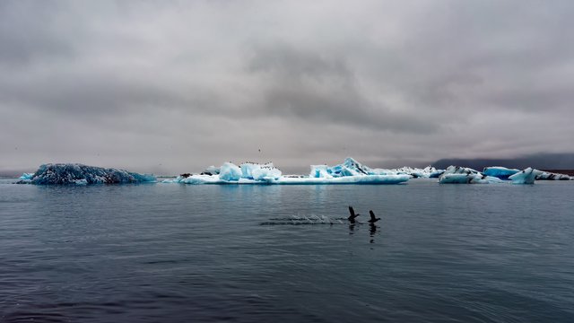 Ice lagoon+birds.jpg