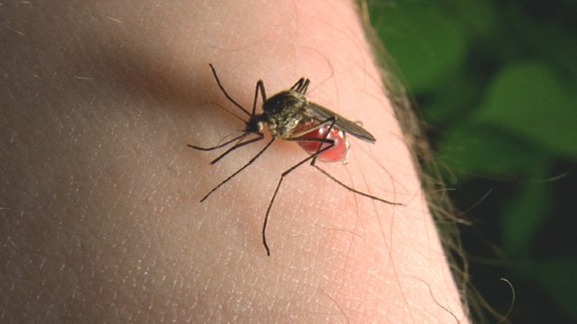 mosquito problems.jpg
