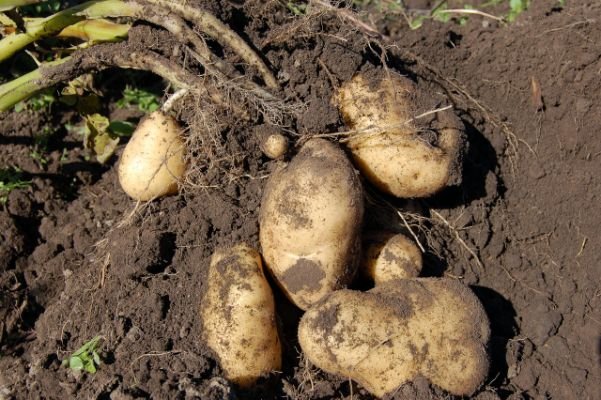 6-Different-Methods-Of-Growing-Potatoes-in-your-Backyard-fb.jpg.cf.jpg