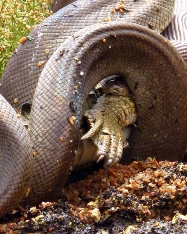 python croc5.jpg