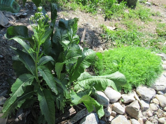 horseradish.jpg