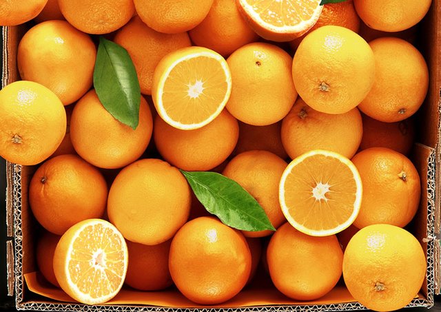 Oranges-For-Juicing-1.jpg