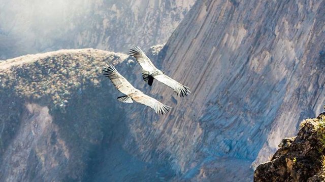 faa-arequipa-colca-canyon-750x422.jpg