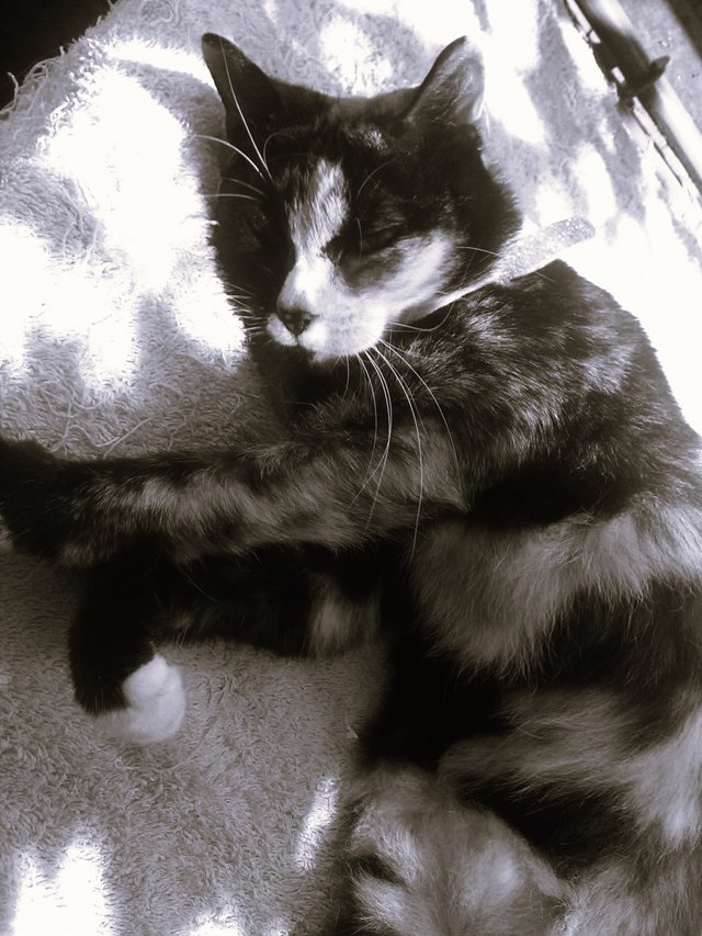 Cat Photography, B&W Tinkerbell Garden Blue Towel LHeadRest Sunbathing view, June 1 2017.jpg
