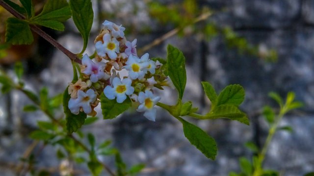 IMG_20250730_090330_544.jpg
